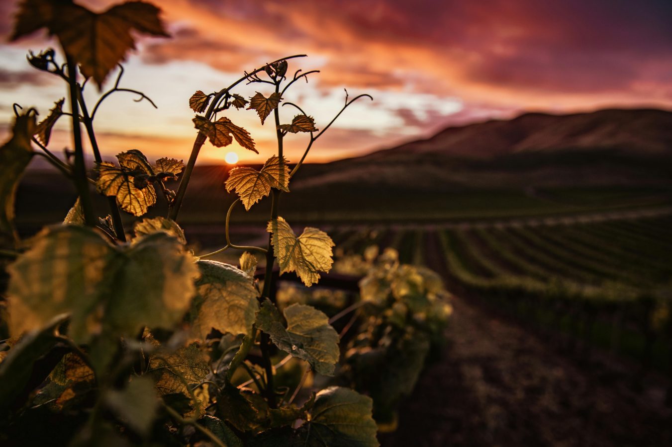 Santa Maria Valley wine grapes California