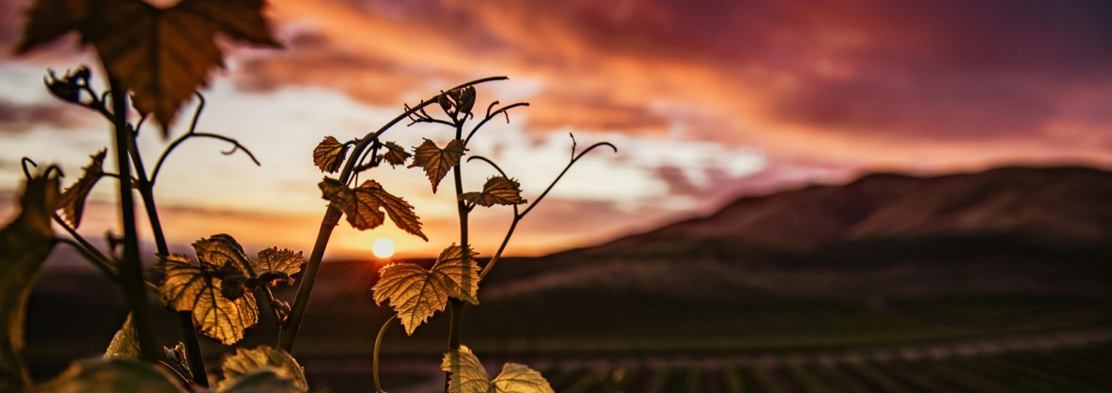 santa maria ca vineyard grapes